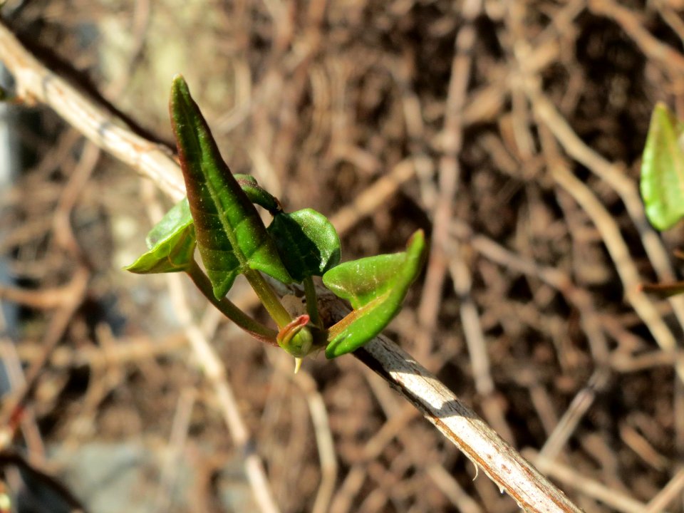 20140314Fallopia_baldschuanica2