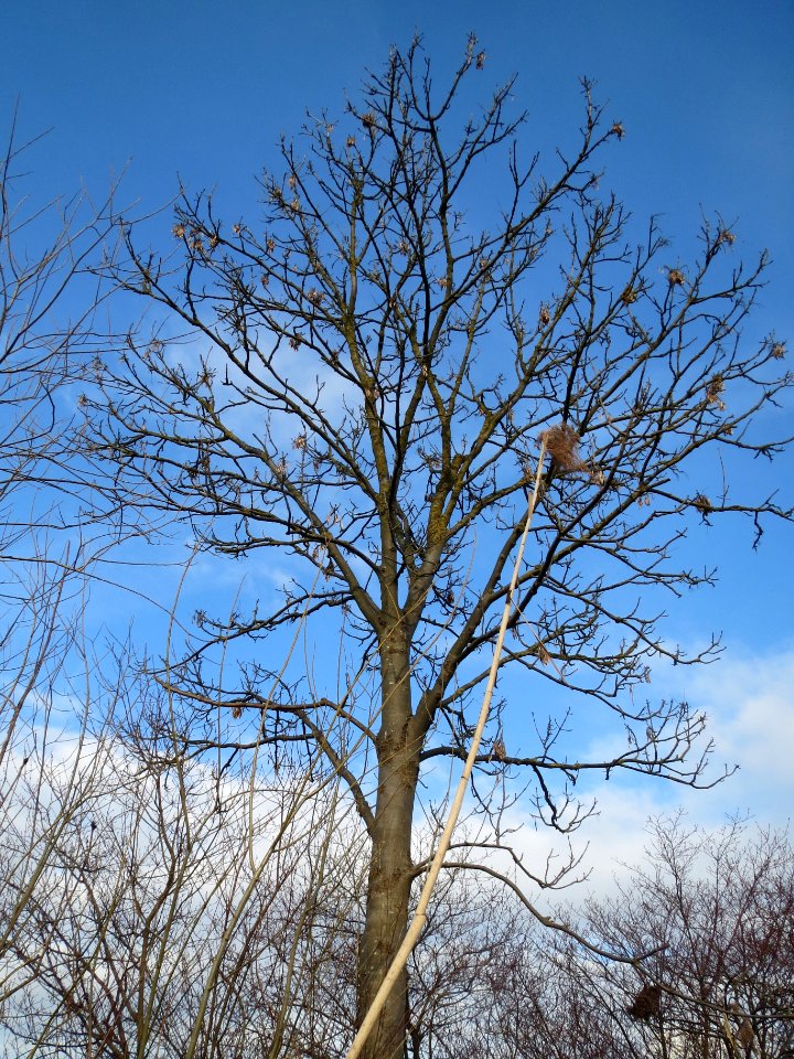 20140304Fraxinus_excelsior5
