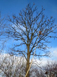 20140304Fraxinus_excelsior5