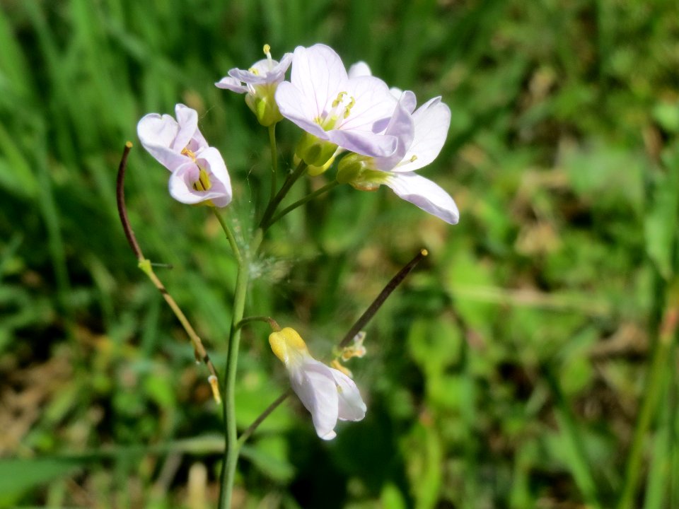 20140413Cardamine_pratensis2