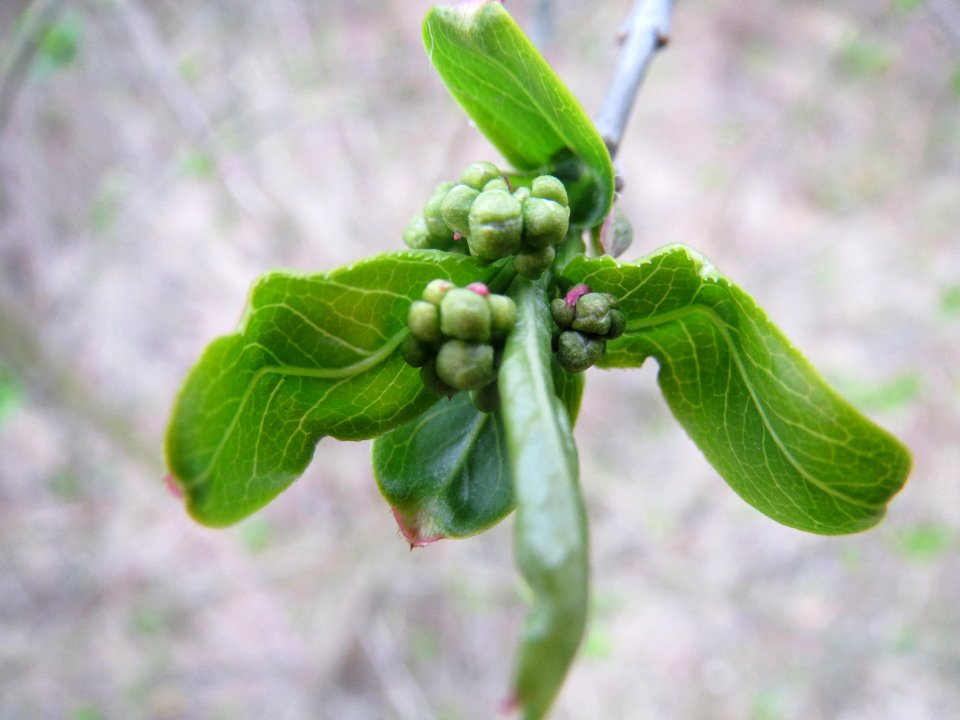 20140315Euonymus_europaeus3