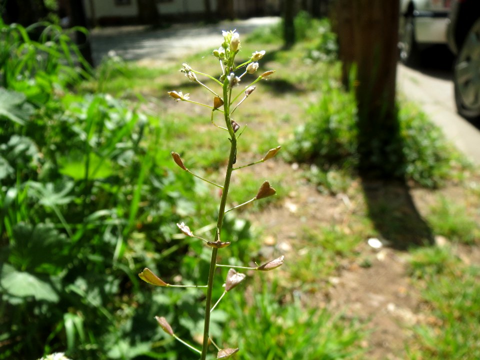 20140417Capsella_bursa-pastoris2