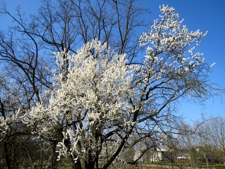 20140312Prunus_cerasifera_Saarbruecken1