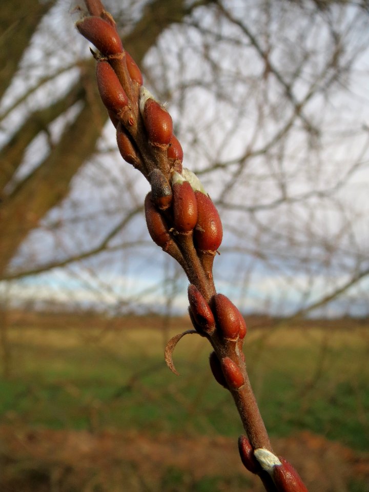 20140303Salix_alba2