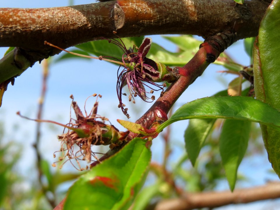 20140410Prunus_dulcis5