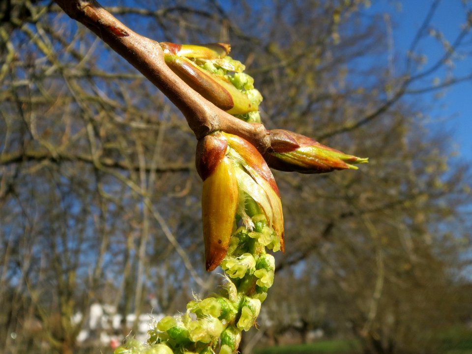 20140312Populus_x_canadensis1