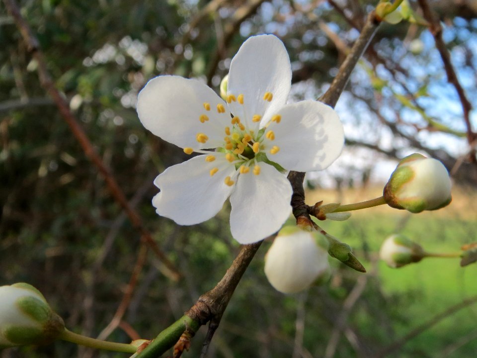 20140303Prunus_cerasifera_Hockenheimer_Rheinbogen4