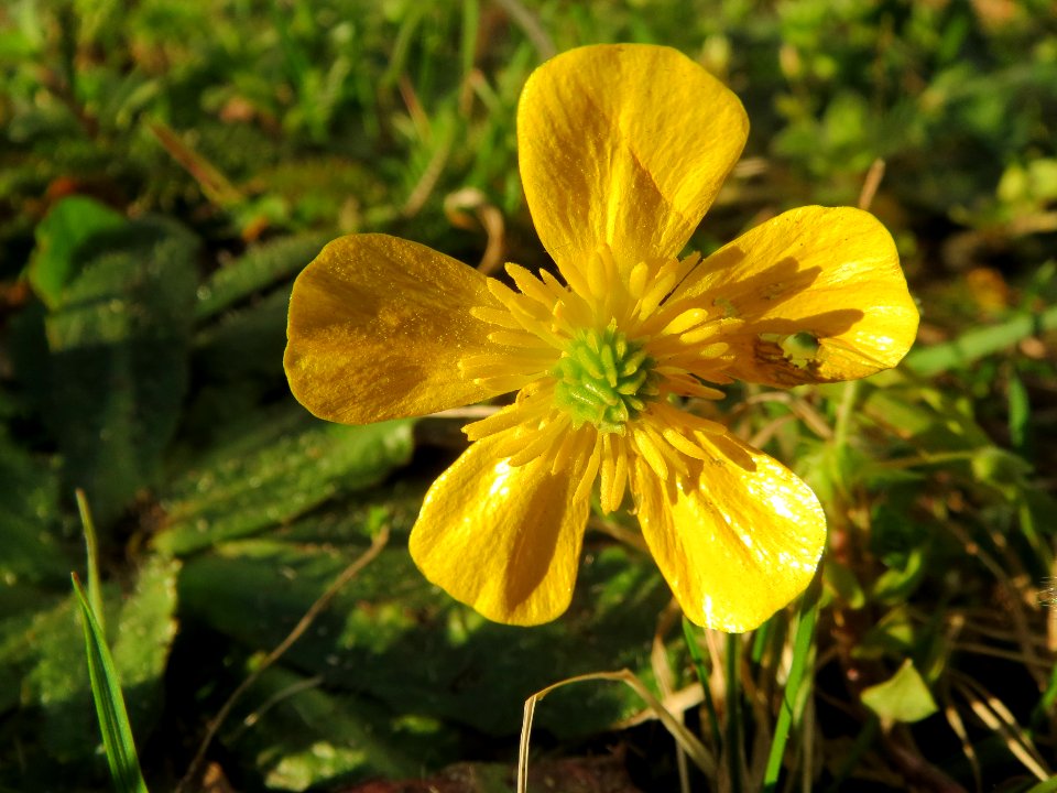 20140320Ranunculus_acris1