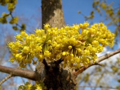20140304Cornus_mas1