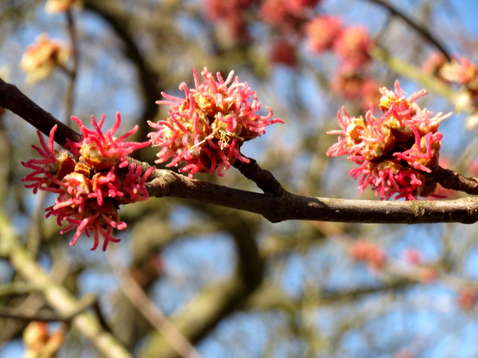 20140312Acer_saccharinum