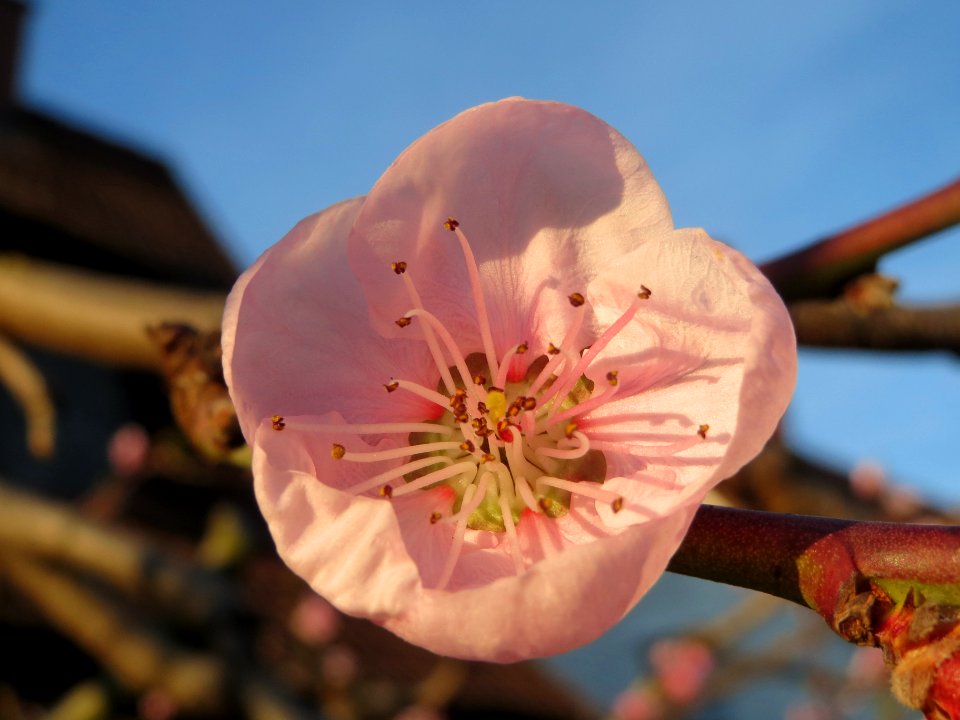 20140320Prunus_persica2