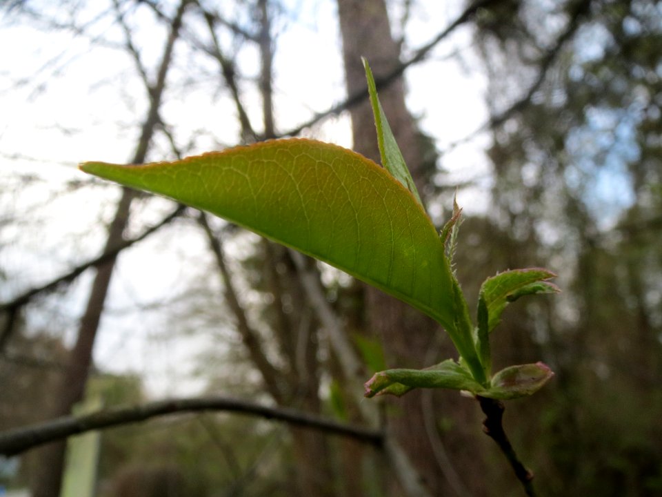 20140324Castanea_sativa5