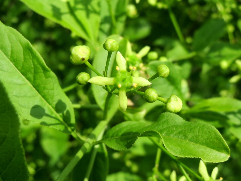 20140410Euonymus_europaeus2