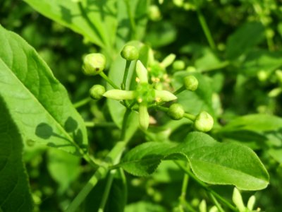 20140410Euonymus_europaeus2