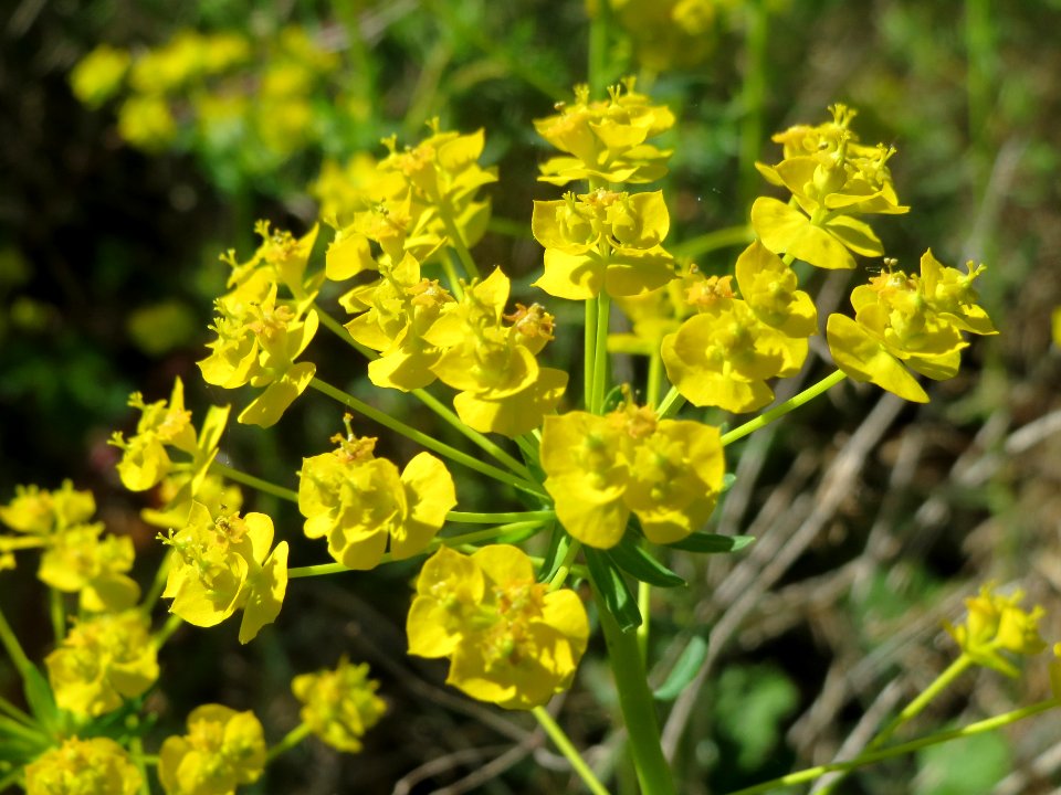 20140418Euphorbia_cyparissias2
