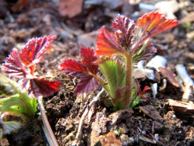 20140320Rosa_rugosa4