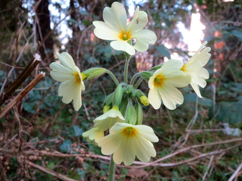 20140313Primula_elatior2
