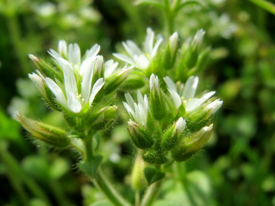 20140410Cerastium_glomeratum4