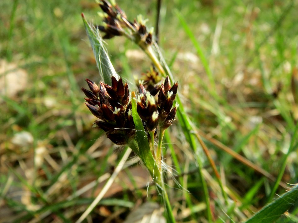 20140321Luzula_campestris4