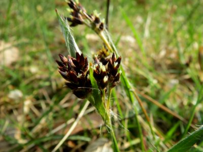 20140321Luzula_campestris4