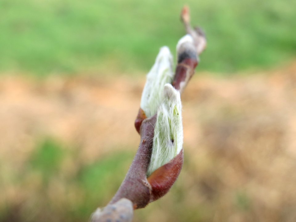 20140303Salix_alba7