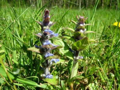 20140413Ajuga_genevensis2 photo