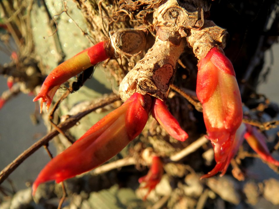 20140320Parthenocissus_quinquefolia5
