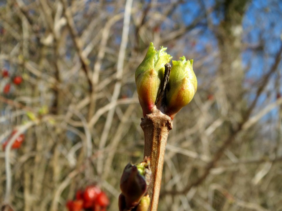 20140302Viburnum_opulus4