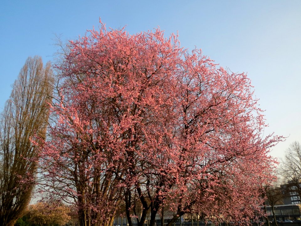 20140313Prunus_cerasifera_Saarbruecken1