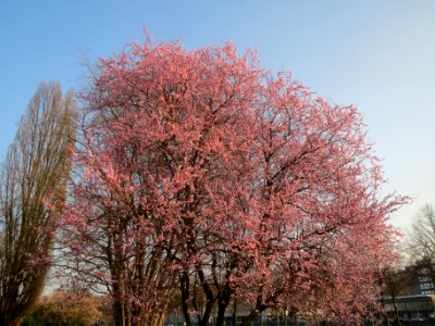 20140313Prunus_cerasifera_Saarbruecken1 photo