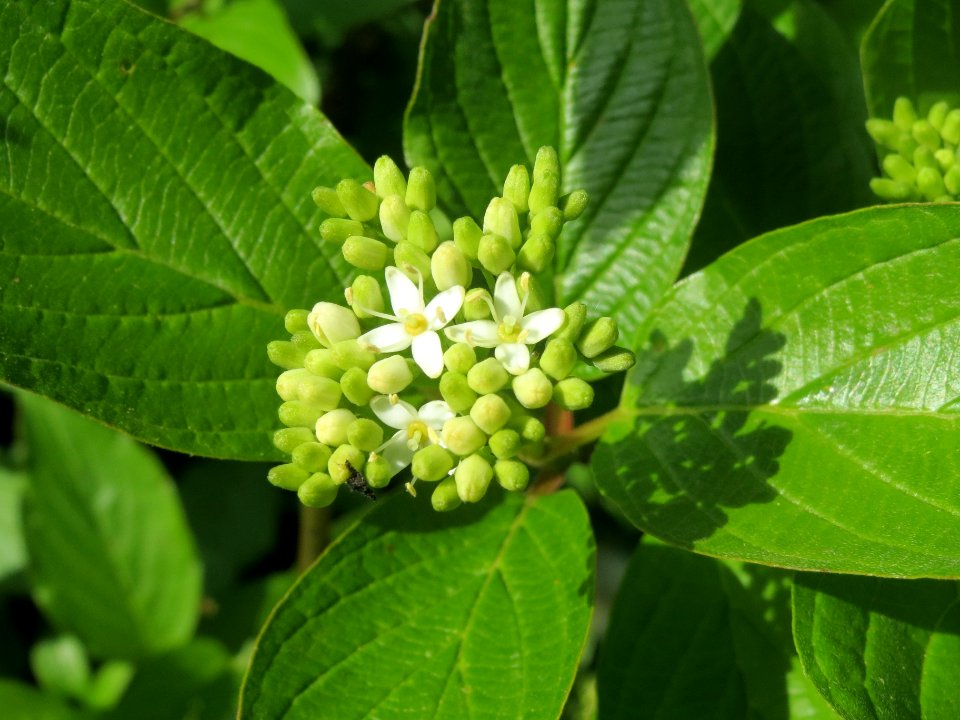 20140410Cornus_sanguinea3