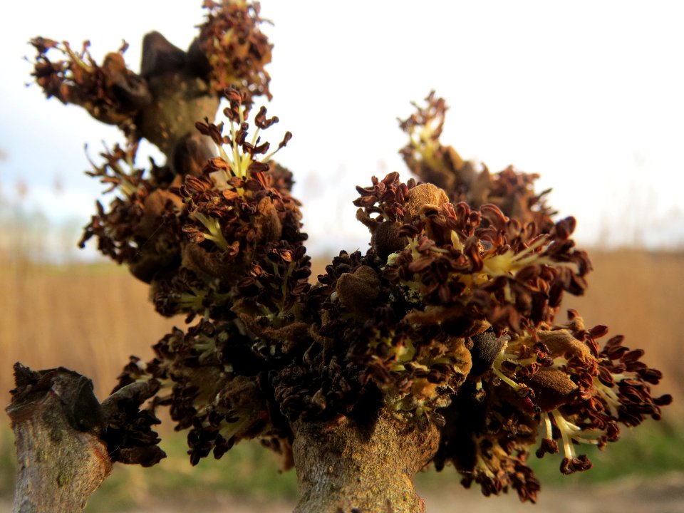 20140303Fraxinus_excelsior1