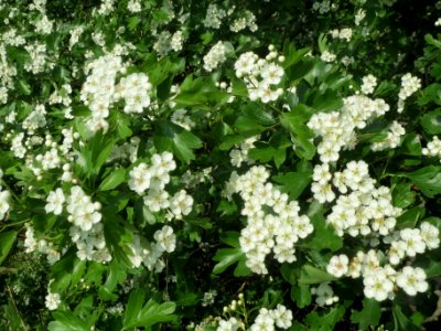 20140410Crataegus_monogyna3