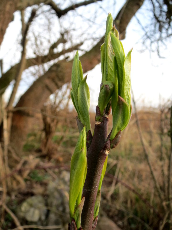 20140303Euonymus_europaeus7