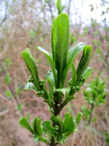 20140315Euonymus_europaeus1