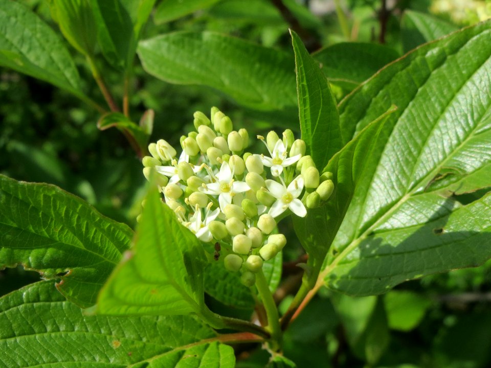 20140410Cornus_sanguinea2