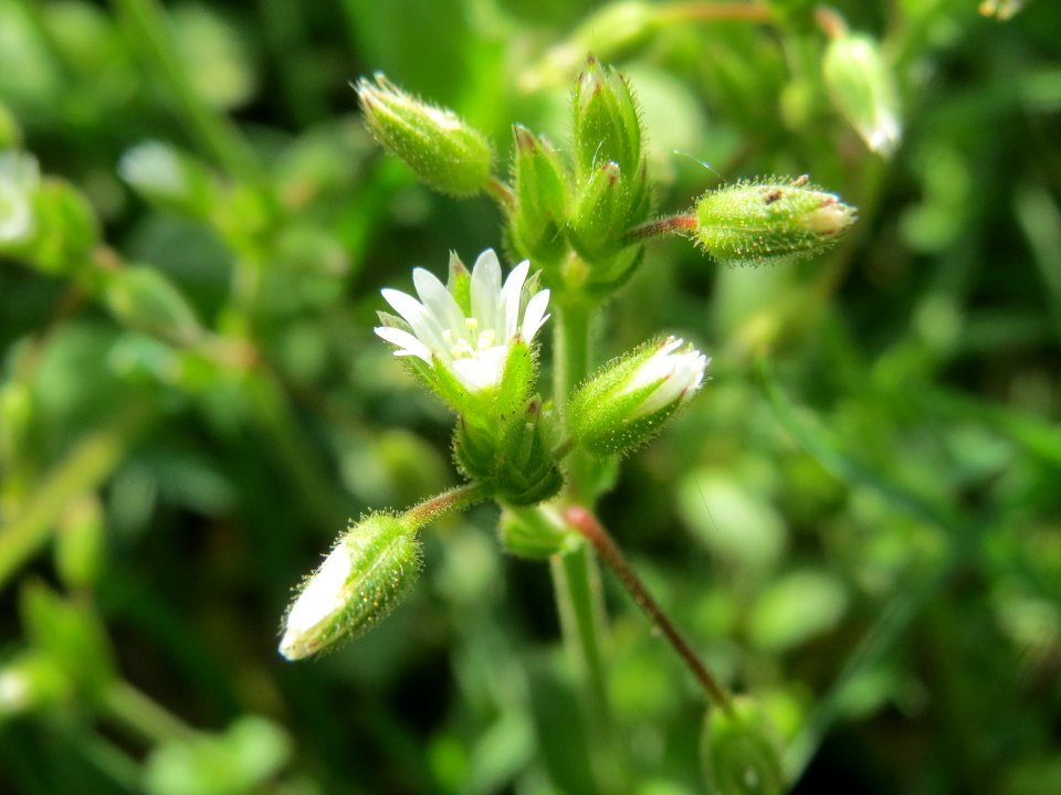 20140410Cerastium_semidecandrum2