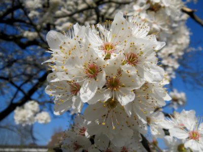 20140312Prunus_cerasifera_Saarbruecken3