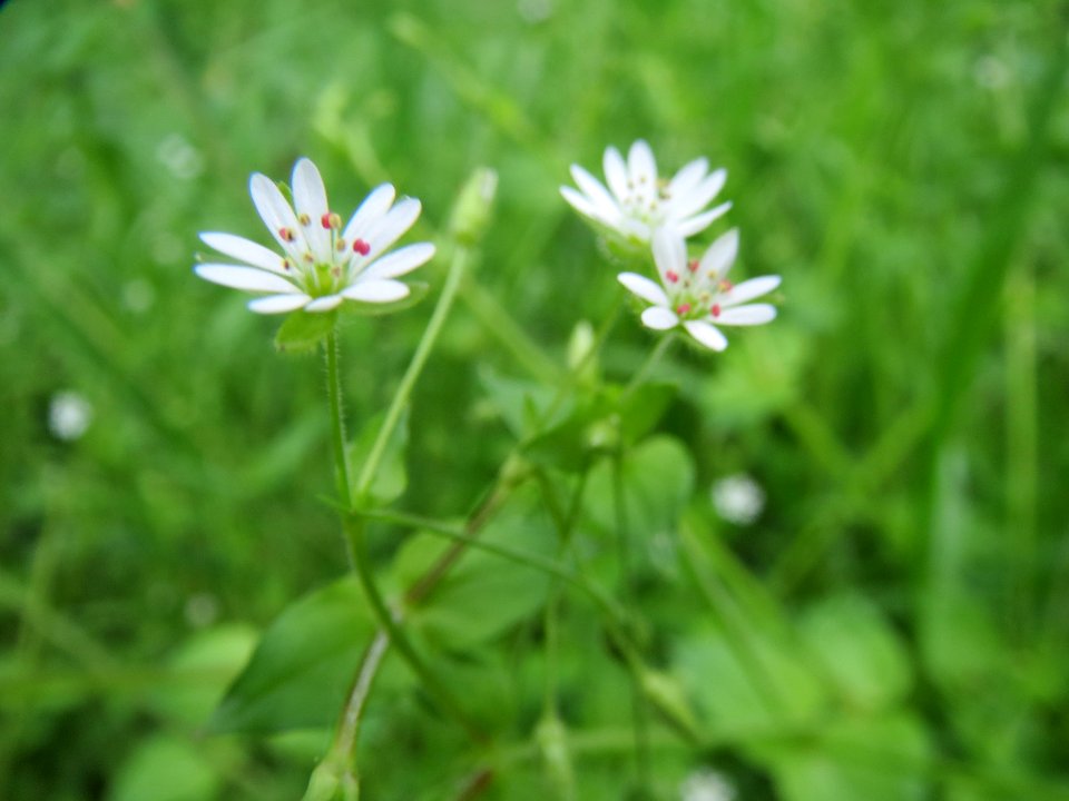 20140408Stellaria_nemorum2
