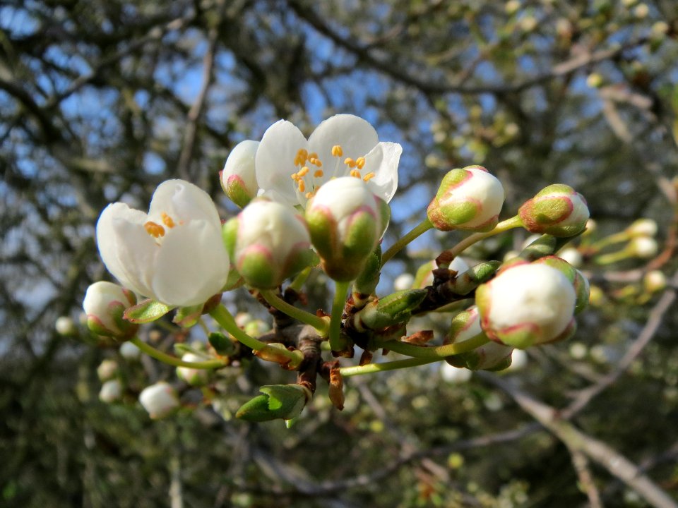 20140304Prunus_cerasifera_Horststuecker2