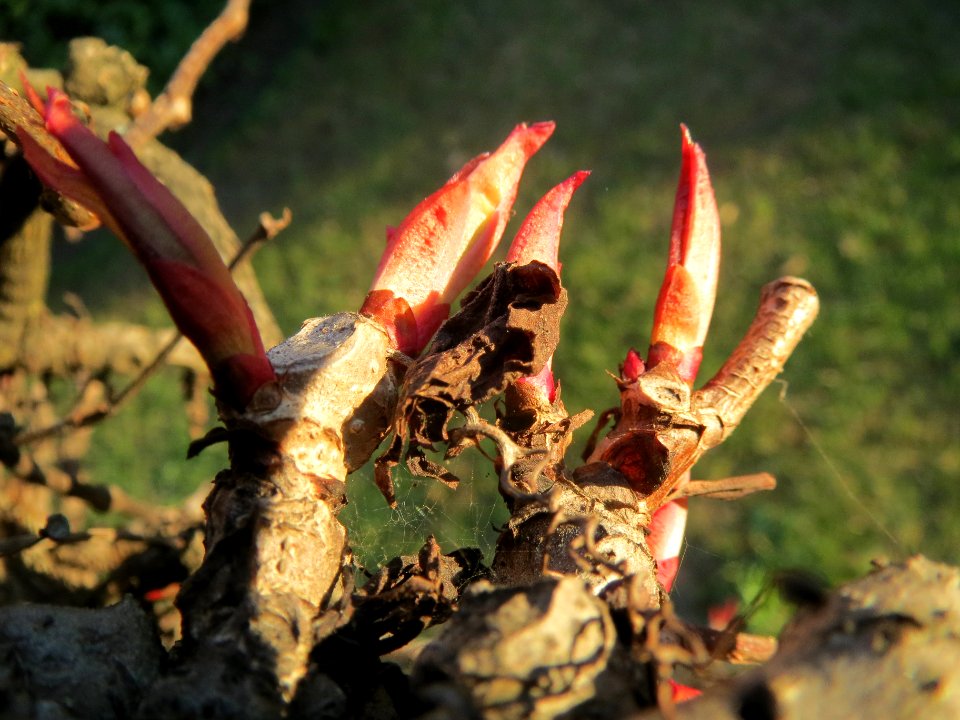 20140320Parthenocissus_quinquefolia4