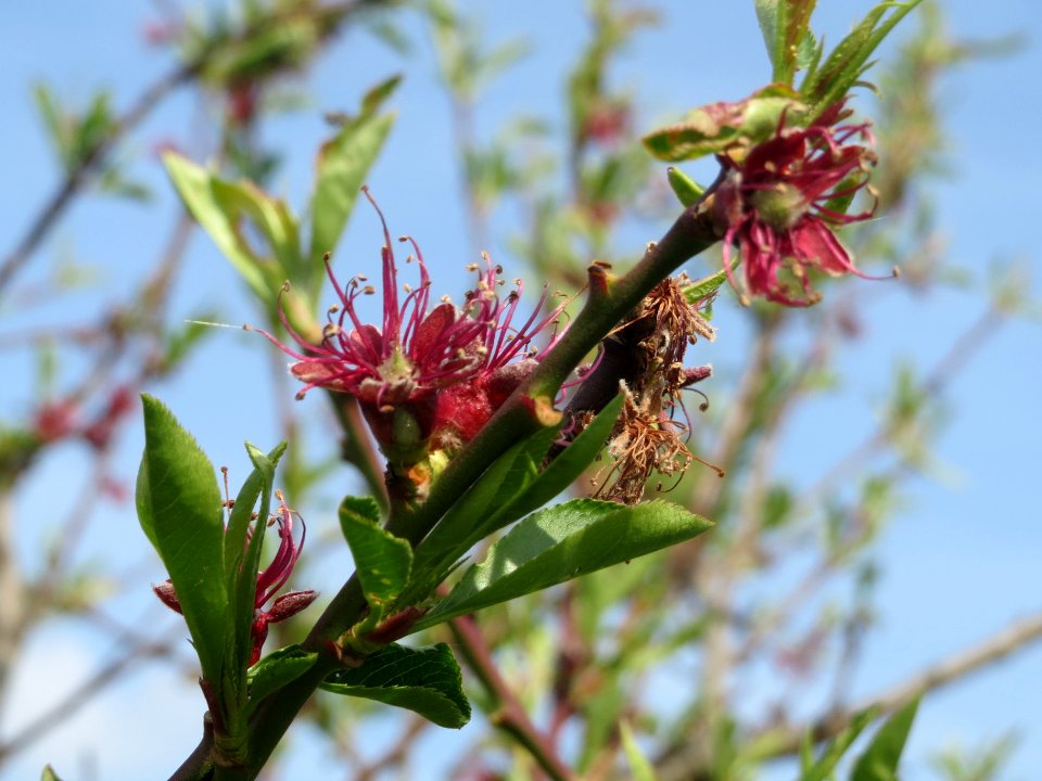 20140410Prunus_dulcis6