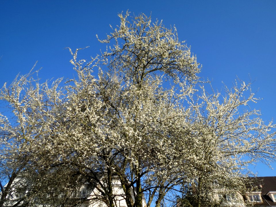 20140311Prunus_cerasifera_Staden1
