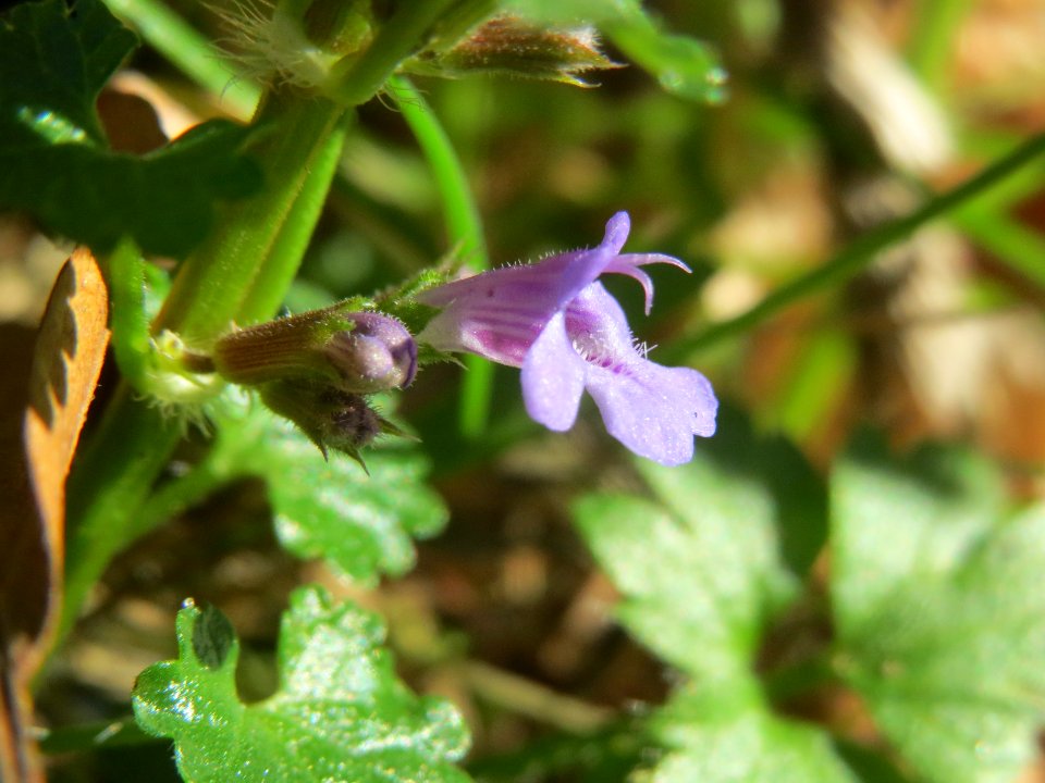 20140320Glechoma_hederacea1