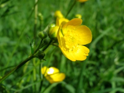 20140410Ranunculus_acris1