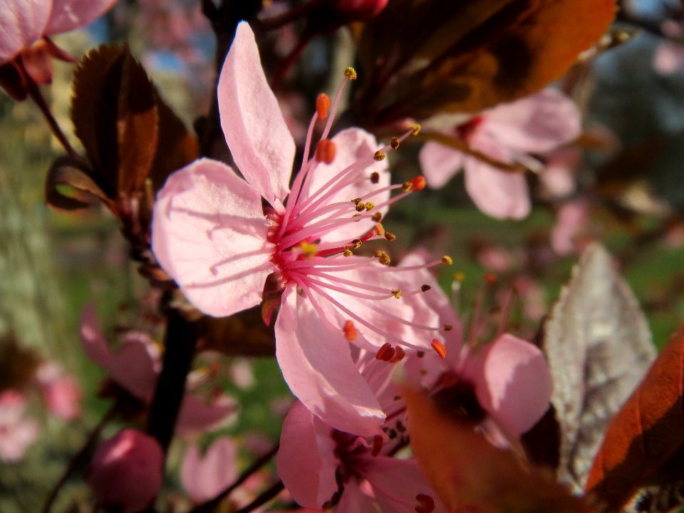 20140311Prunus_cerasifera_Staden5
