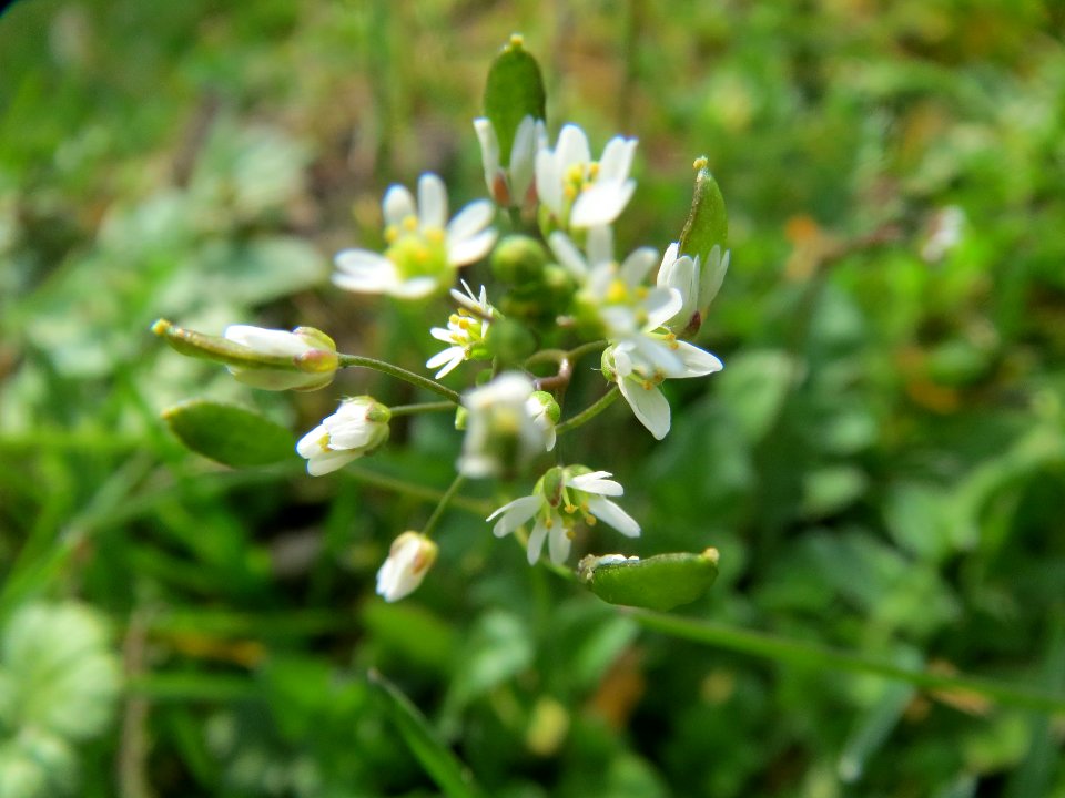 20140317Draba_verna2