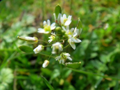 20140317Draba_verna2