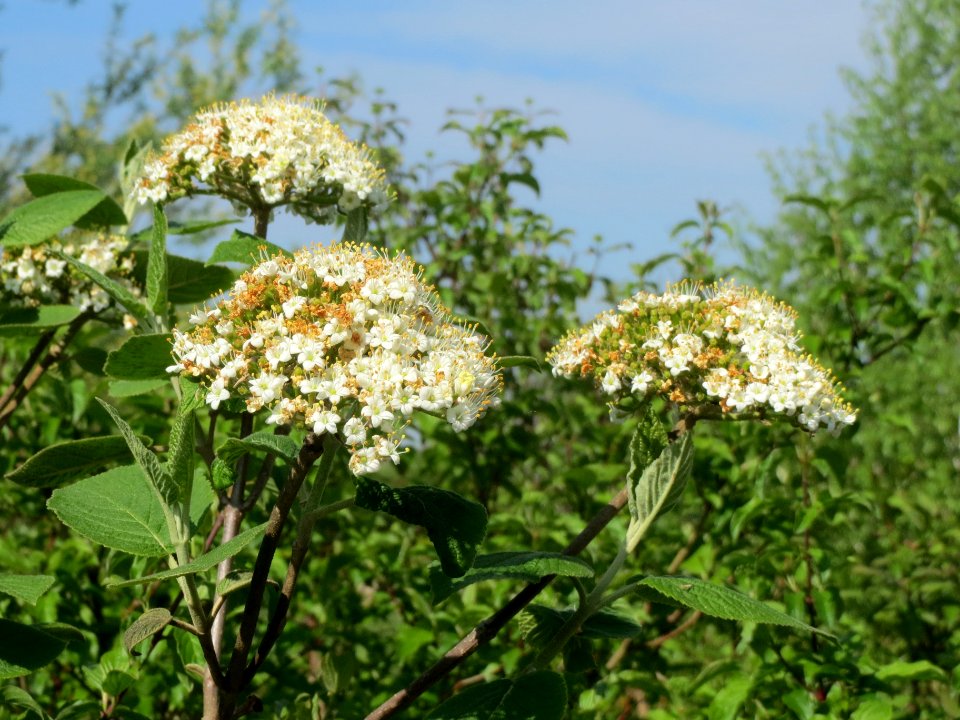 20140410Viburnum_lantana1