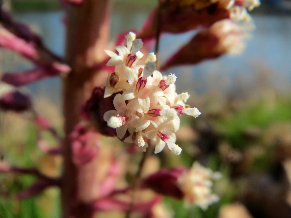 20140311Petasites_hybridus6